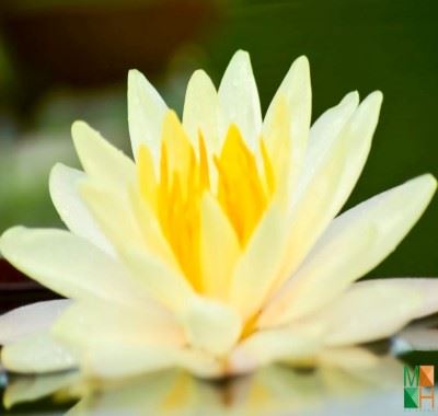 Tranh dán tường tạo phòng khách đẹp hoa súng FW - 295