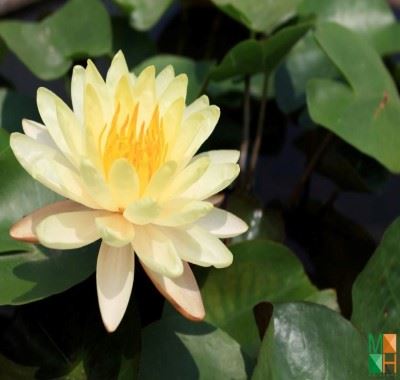 Tranh dán tường điểm nhấn phòng khách đẹp hoa súng FW - 274